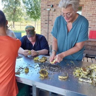 De Wroeter vrijwilligerswerk zonnebloemen pitten